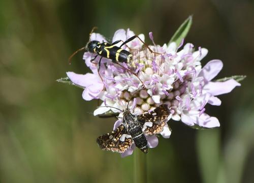 Thyris fenestrella